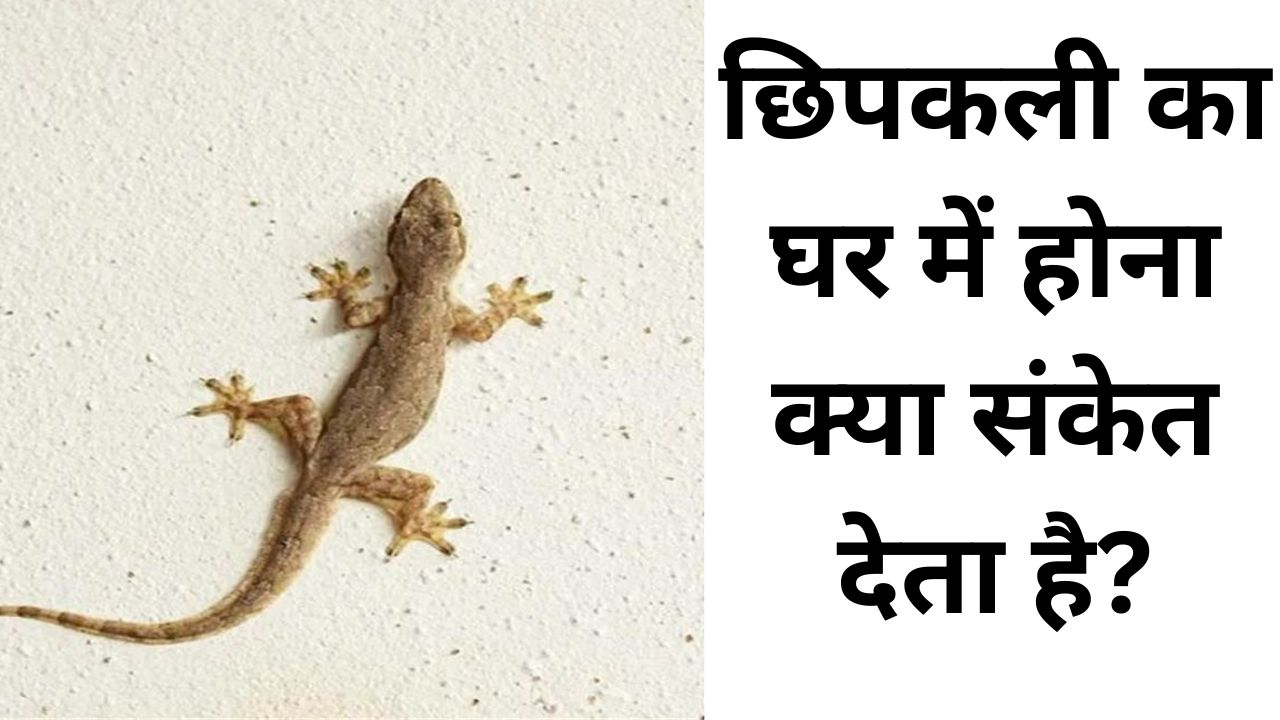 छिपकली का घर में होना क्या संकेत देता है?